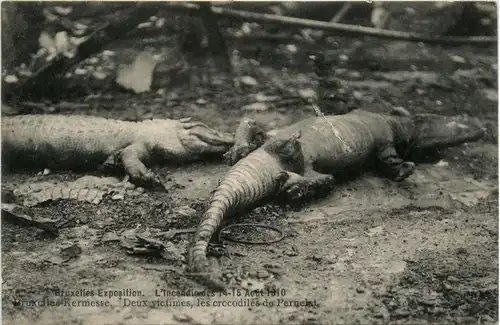 Bruxelles Exposition - Crocodiles -425130