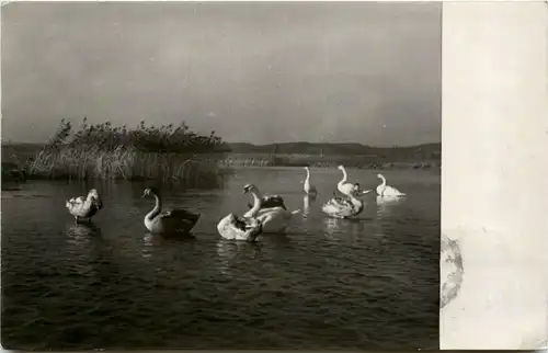 Reichsbund für Vogelschutz - 3. Reich -427460