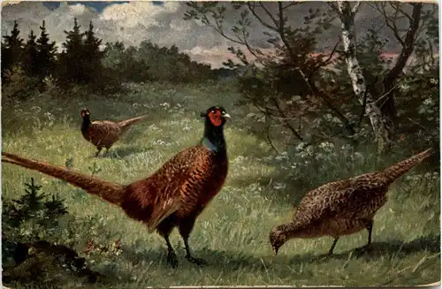 Fasan - sign. Gräbhein -401180