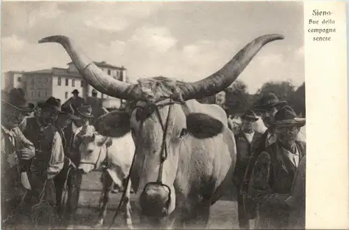 Siena - Bue della campagna senese -75008