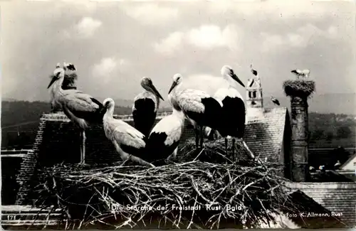 Die Störche der Freistadt Rust -401628