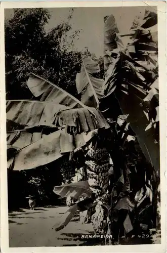 Sao Paulo - Bananeira -75840