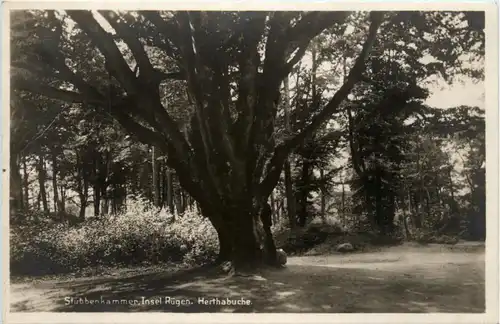 Stubbenkammer - Rügen - Herthabuche -77496