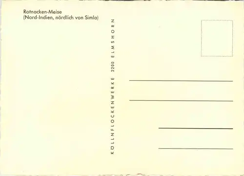 Rotnacken Meise -78988