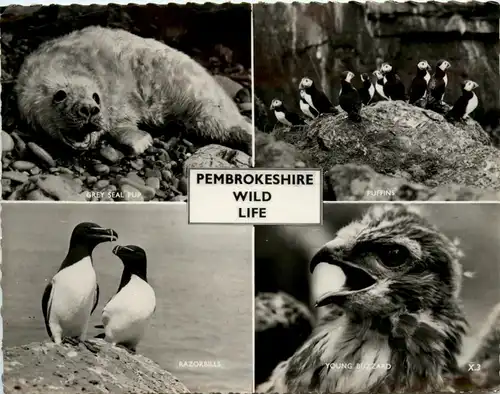 Pembrokeshire Wild Life -76022