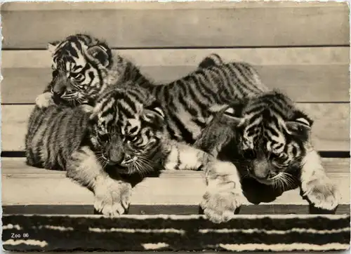 Zürich - Zoologischer Garten - Tiger -79154