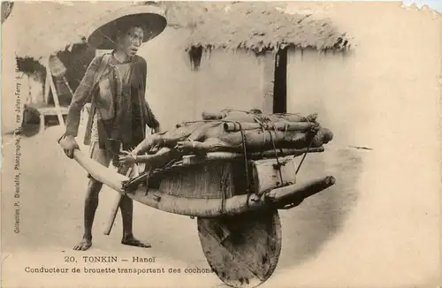 Tonkin - Hanoi - Conducteur de brouette transport des cochons -79826