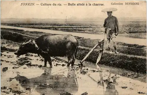 Tonkin - Culture du riz -80184