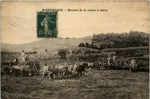 Martinique - Recolte de la canne a sucre -81886