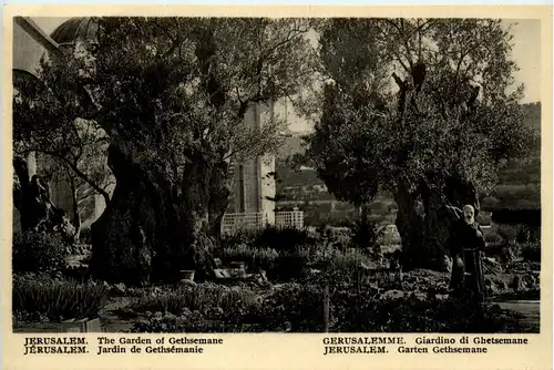 Jerusalem - Jardin de Gethsemanie -82286