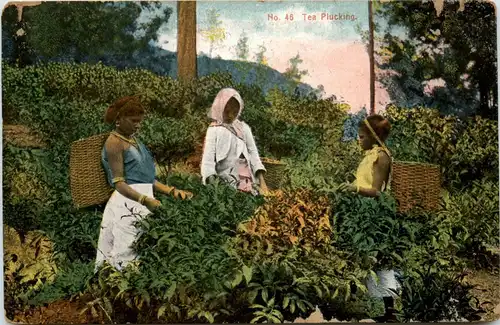 Tea Plucking - Ceylon -81340
