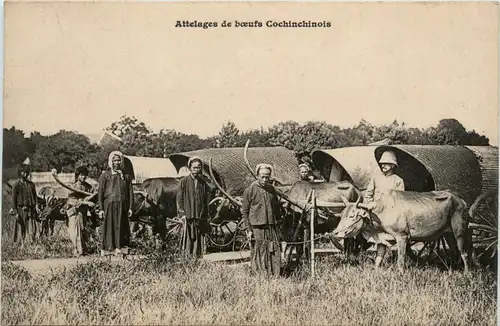 Attelages de boeufs Cochincinois -80502
