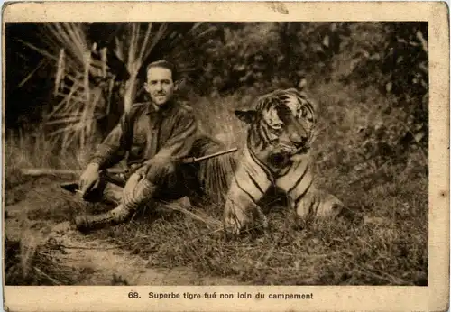 Indochina - Superbe tigre tue non lin du campement - Jagd -82150