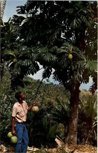 Martinique - Bread fruit tree -81788