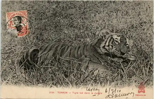 Tonkin - Tiger -79958