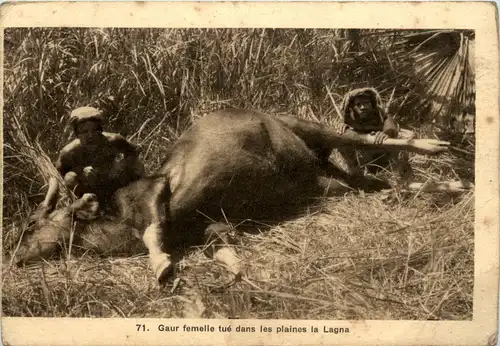 Indochina - Gaur femelle -82132