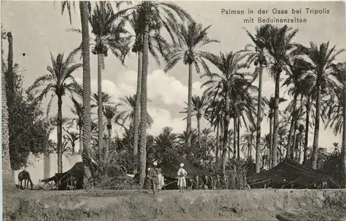 Palmen in der Oase bei Tripolis mit Beduinenzelten -429726