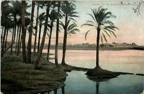 Egypt - Champ de Palmiers a Bedrechin -432322