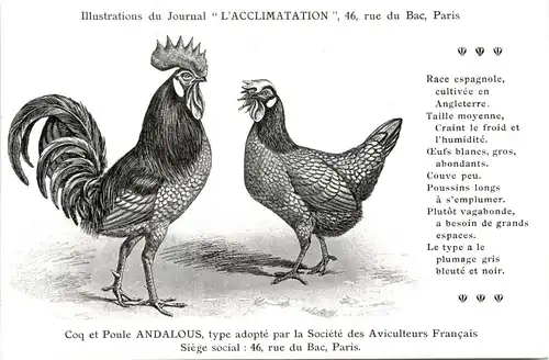 Poule Andalous -432700