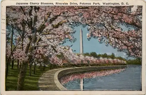Washington DC - Japanese Cherry Blossom -435954