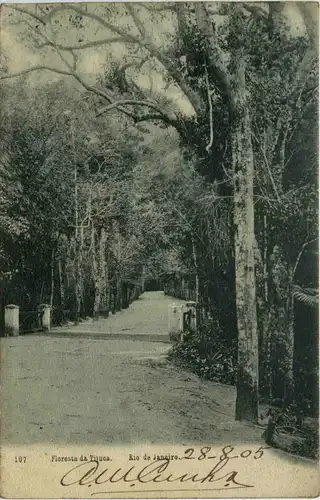 Brasil - Rio de Janeiro - Floresta da Tijuca -435724