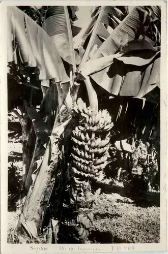 Brasil - Santos Banana -435636