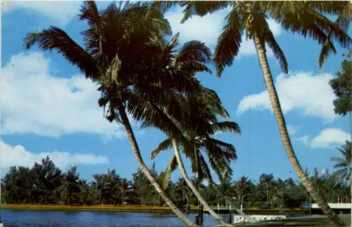 Florida - Whispering Palms -435988