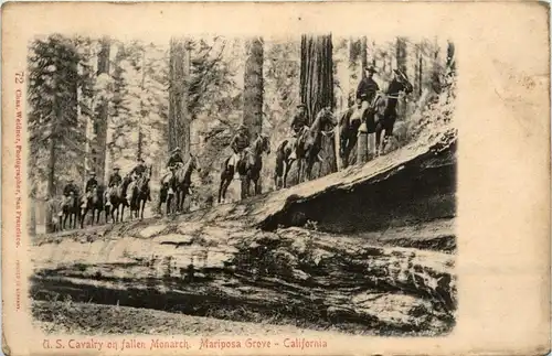 California - Mariposa Grove - US Cavalry -436890