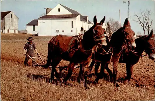 Eastern Penna - Amish -436630