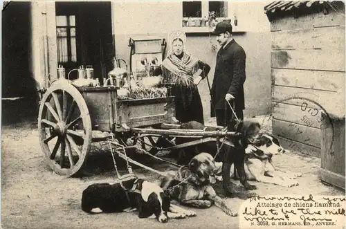 Attelage de chiens flamand - Hundekarren -438884