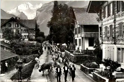 Wilderswil - Alpabzug -439754