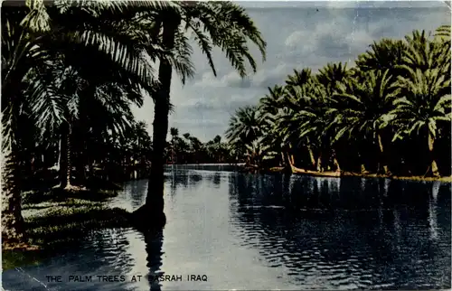 Irak - The Palm Trees at Basrah -442114