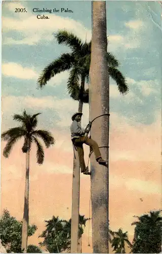 Cuba - Climbing the Palm -441254