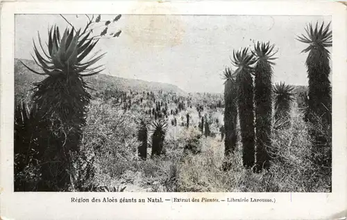 Region des Aloes geants au Natal -441338