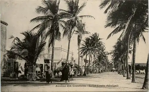 Senegal - Saint-Louis - Avenue des Cocotiers -443198