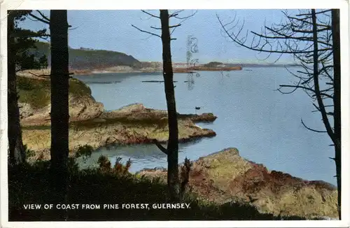 Guernsey - Pine Forest -442850