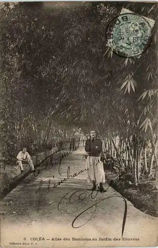 Colea, Allee des Bambous au Jardin des Zouaves -362812