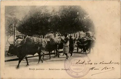 Senegal - Saint Louis -443330