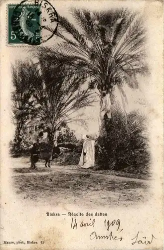 Biskra, Recolte des daffes -362344