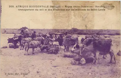 Senegal - Repos d une Caavane -444694