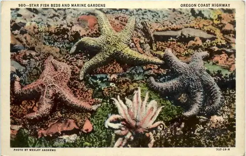 Oregon - Star fish -443792