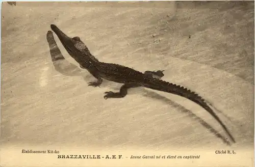 Brazzaville - Jeune Gavial - Crocodile -444348