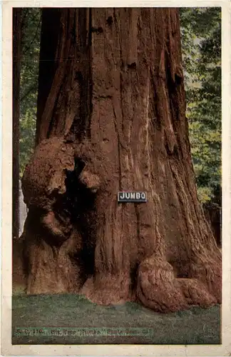 Santa Cruz - Big Tree Jumbo -445444