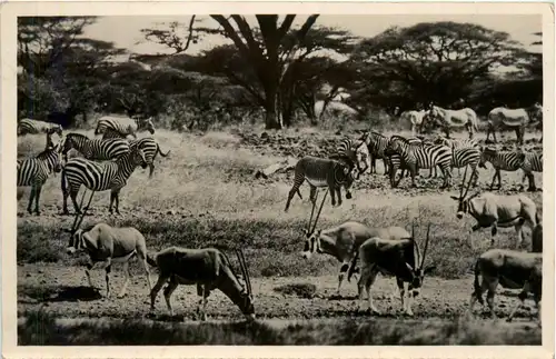 Nairobi Moubasa - Zebra -445012