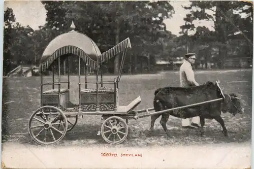 Ceylon - Zebu -446318