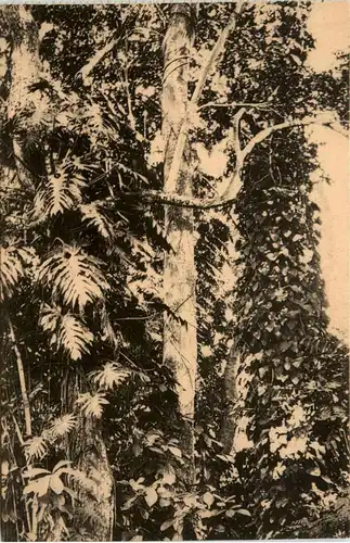 Congo - Kisantu -445596