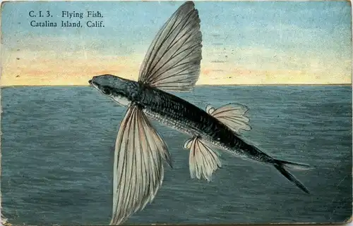 Flying Fish - Catalina Island -445410