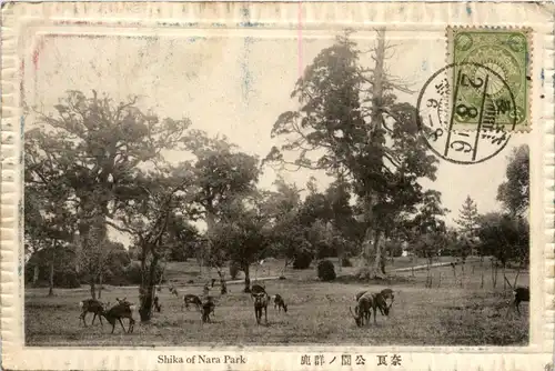 Shika of Nara Park -445908