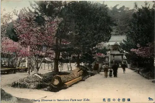 Kobe - Cherry Blossoms -446132