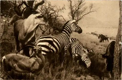 Zebra and Eland -444926